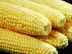 corn.bmp
