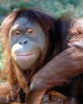 orangutan.bmp